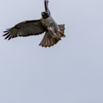 Wild Life