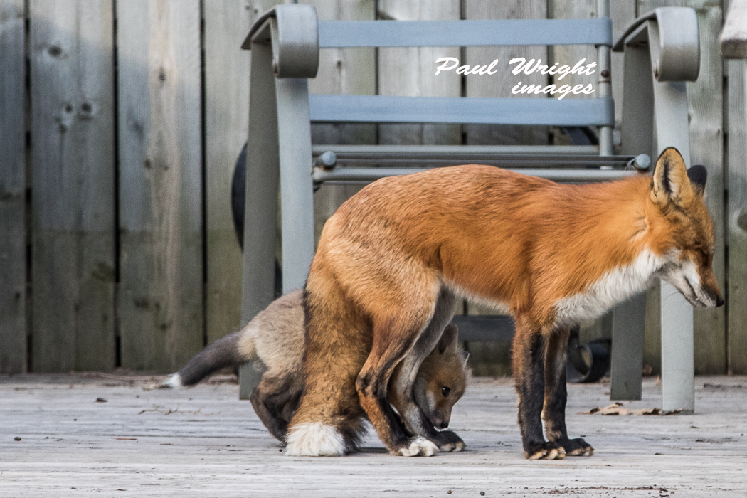 Fox and pups