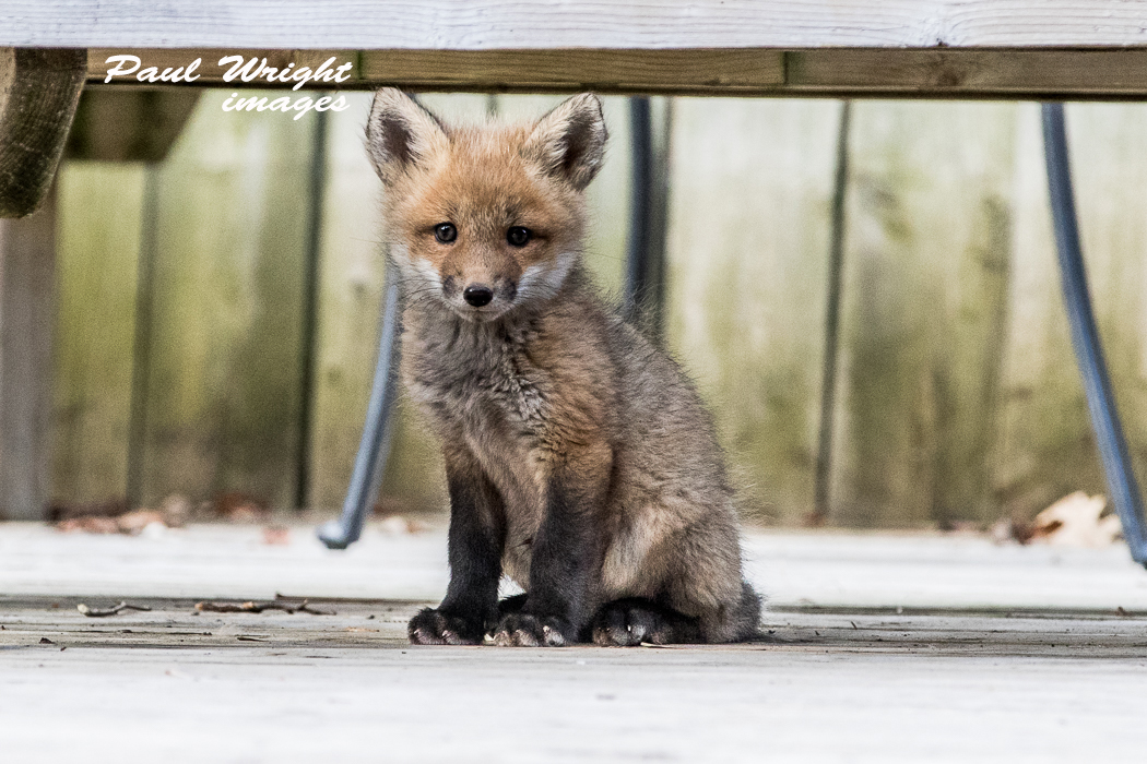 Fox Pup