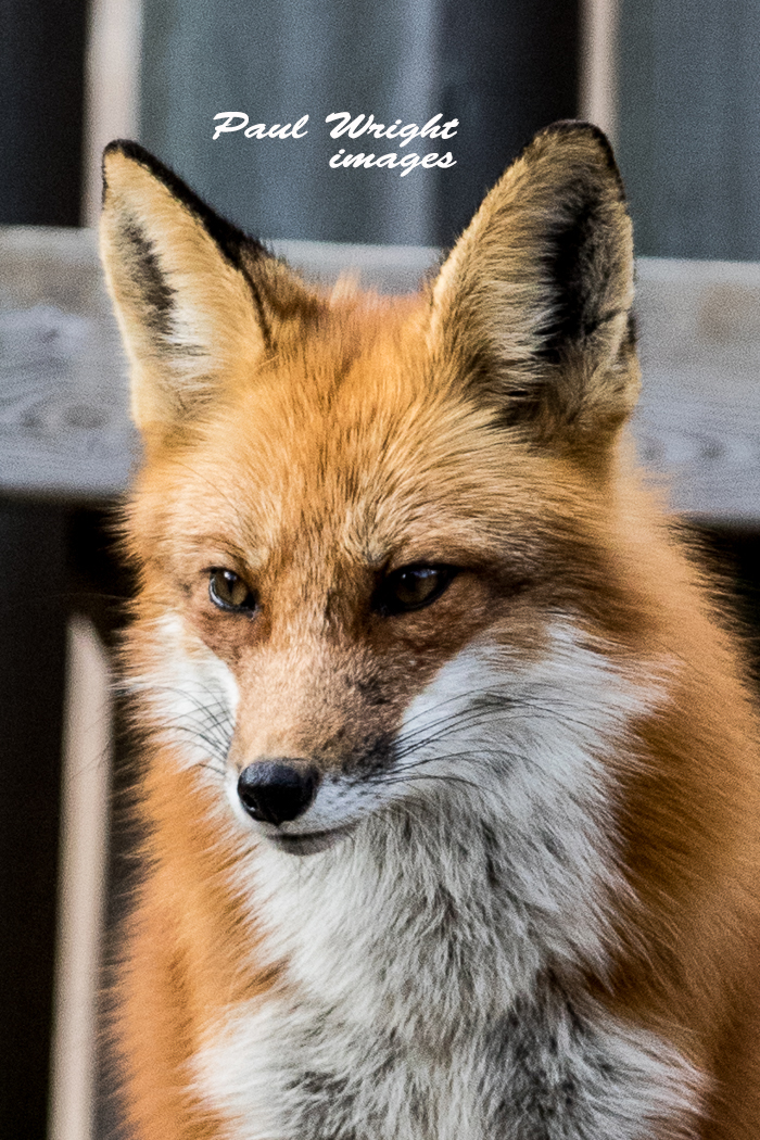 male fox