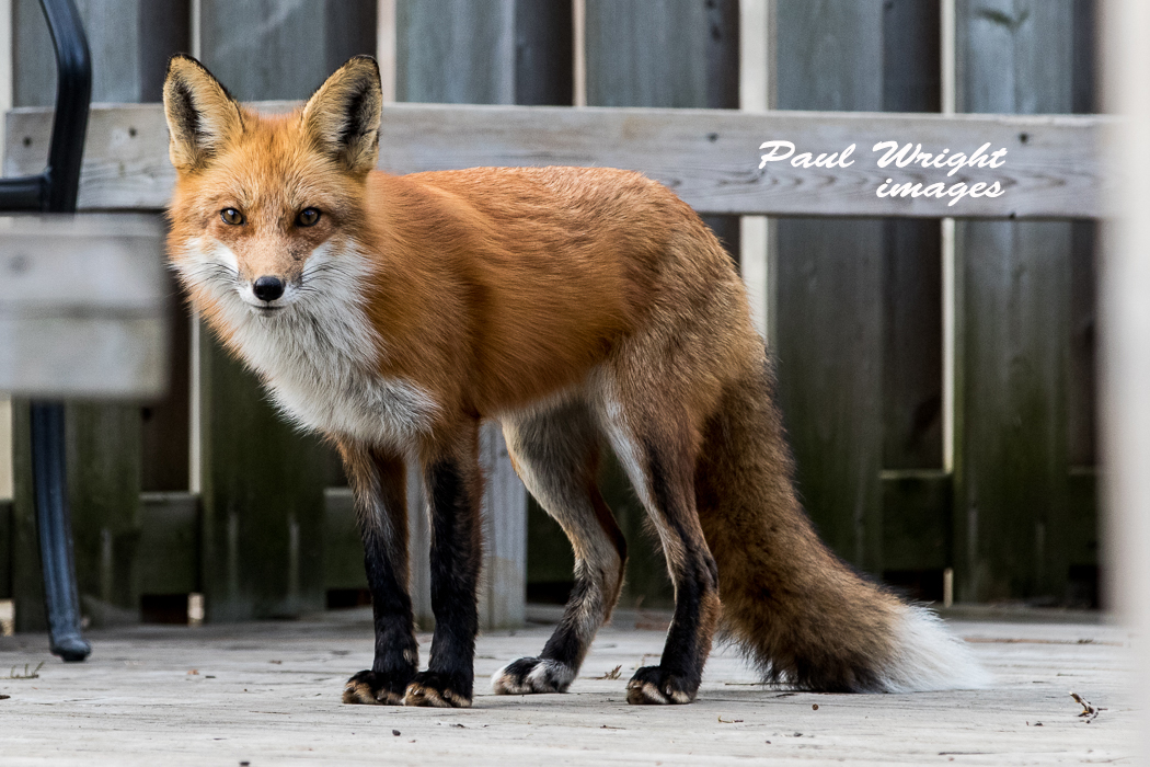 fox male (dad)